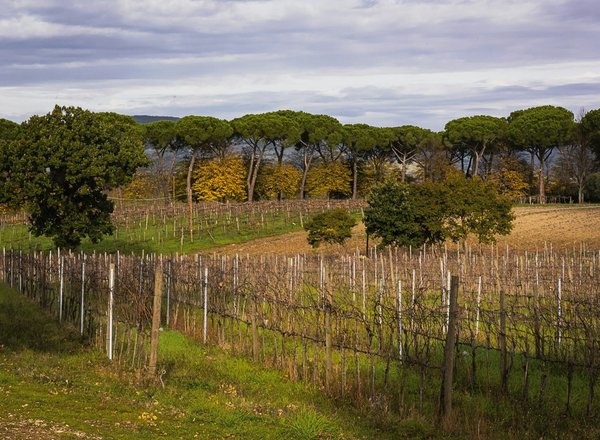 In che modo le reti di sensori intelligenti possono aumentare l'efficacia della gestione delle colture in agricoltura?